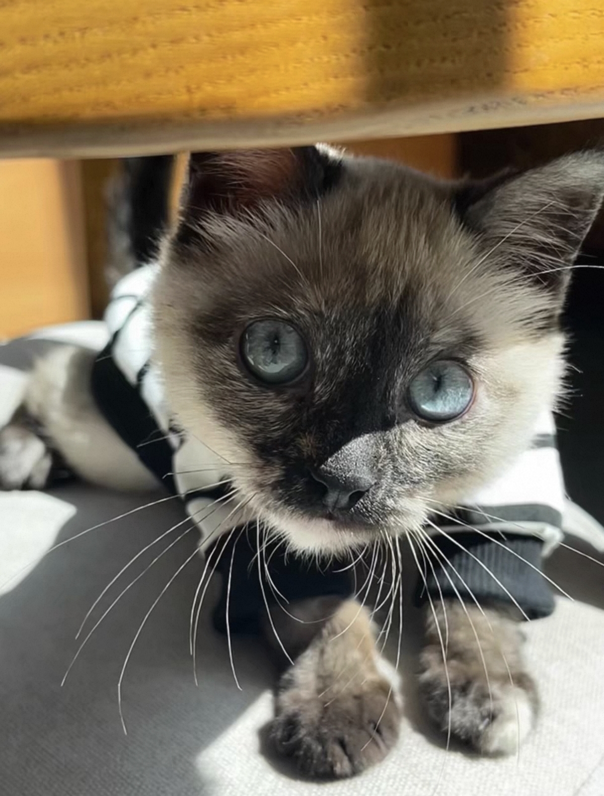 4个月的暹罗妹妹 疫苗三针加狂犬全部打完 性格好 粘人